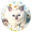Popsockets PopTop Purr-fect Flower capac de schimb pentru PopGrip